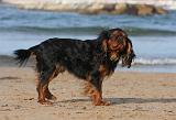 KING CHARLES SPANIEL 088